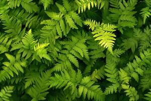 Lush green ferns creating a vibrant natural tapestry. photo