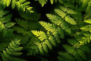 Lush green ferns creating a vibrant natural pattern. photo