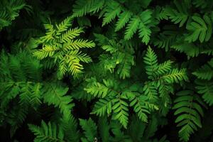 Lush green ferns creating a vibrant natural pattern. photo