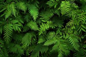 Lush green ferns creating a dense foliage backdrop. photo