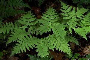 Lush green ferns growing in a shaded forest area. photo