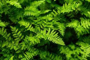 Lush green ferns creating a vibrant foliage backdrop. photo