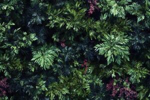 Lush green foliage with varied textures and colors. photo