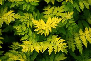 Lush green ferns with vibrant yellow highlights. photo