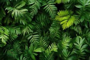 Lush green foliage with various fern leaves. photo