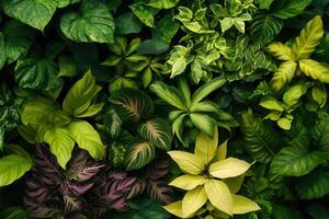 Lush green foliage with various plant textures and colors. photo