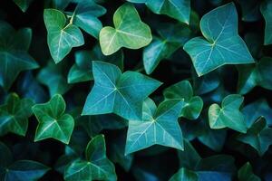 Lush green ivy leaves creating a vibrant natural backdrop. photo
