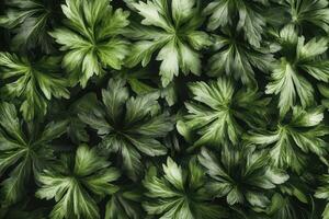 Lush green leaves arranged in a natural pattern. photo