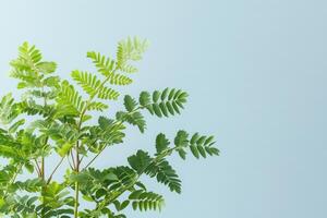 Lush green leaves against a light blue background. photo