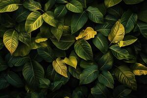 Lush green leaves create a vibrant, natural backdrop. photo