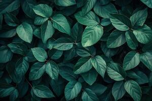 Lush green leaves creating a dense natural background. photo