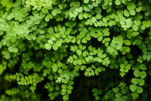 Lush green leaves creating a dense foliage backdrop. photo