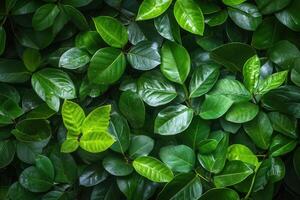 Lush green leaves creating a vibrant natural backdrop. photo