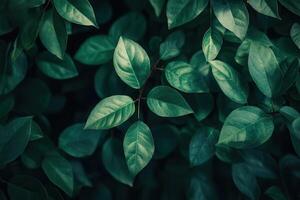 Lush green leaves creating a serene natural backdrop. photo