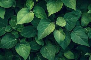 Lush green leaves creating a vibrant natural backdrop. photo