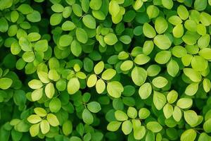 Lush green leaves creating a vibrant natural pattern. photo
