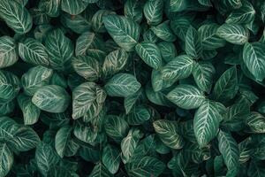 Lush green leaves creating a vibrant natural texture. photo