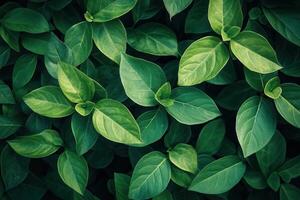 Lush green leaves creating a vibrant natural texture. photo