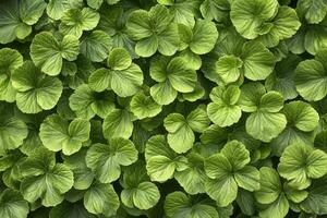Lush green leaves creating a vibrant natural pattern. photo