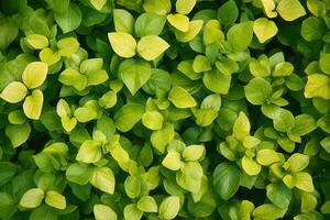 Lush green leaves creating a vibrant natural texture. photo