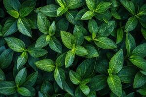 Lush green leaves densely packed together. photo