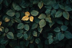 Lush green leaves with a highlighted yellow leaf. photo
