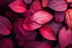 Vibrant red leaves creating a lush, natural backdrop. photo