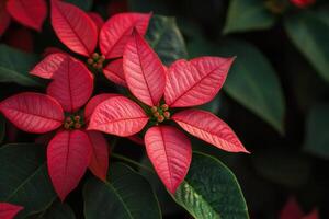Vibrant red poinsettia flowers against dark green leaves. photo