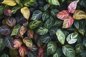 Vibrant foliage showcasing various leaf patterns and colors. photo