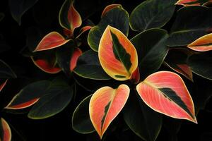 Vibrant foliage with pink and green leaves. photo