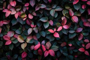 Vibrant foliage with contrasting green and pink leaves. photo