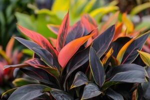 vibrante follaje con rojo y verde hojas en un jardín. foto