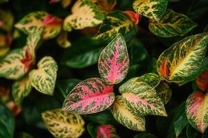Vibrant foliage with pink and green patterned leaves. photo