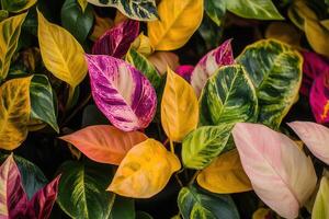 Vibrant foliage with various colorful leaves. photo