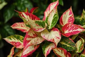 Vibrant foliage with red and green patterns. photo