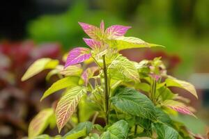 Vibrant foliage with pink and green leaves. photo