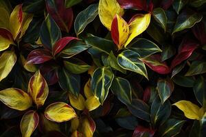 vibrante follaje con rojo y amarillo hojas. foto