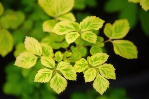 Vibrant green and yellow leaves with intricate patterns. photo