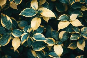 Vibrant green and yellow leaves create a lush backdrop. photo