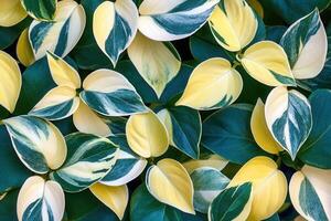 Vibrant green and yellow leaves overlapping in a natural pattern. photo