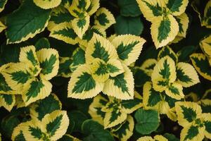 Vibrant green and yellow patterned leaves in natural setting. photo