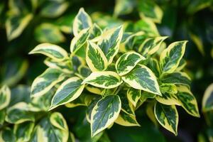 Vibrant green and yellow variegated leaves close-up. photo