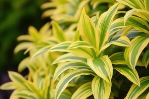 Vibrant green and yellow striped leaves in close-up. photo