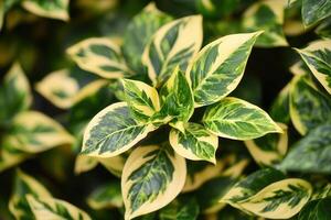 Vibrant green and yellow variegated leaves close-up. photo