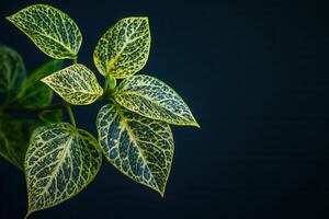 Vibrant green leaves with intricate patterns on dark background. photo