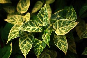 Vibrant green leaves with yellow variegation. photo