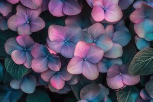 Vibrant hydrangea flowers in soft pastel hues. photo