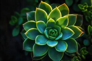 Vibrant succulent plant showcasing intricate leaf patterns. photo