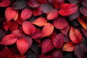 Vibrant red and dark leaves create a striking natural pattern. photo