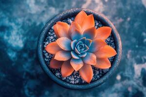 Vibrant succulent plant in a decorative pot. photo